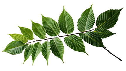 Vibrant Green Leaves Spring Botanical Texture, Organic Plant Life for Nature Displays, isolated on transparent background.