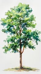 Obraz premium A Watercolor Painting of a Tree with Vibrant Green Leaves