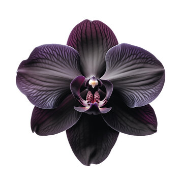 black orchid transparent background 