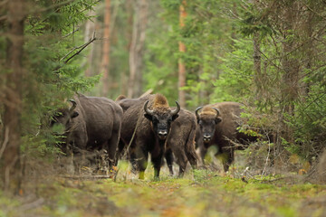 Żubr (Bos bonasus), wisent © Bartosz Rakoczy