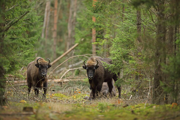 Żubr (Bos bonasus), wisent © Bartosz Rakoczy