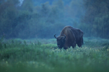 Żubr (Bos bonasus), wisent © Bartosz Rakoczy