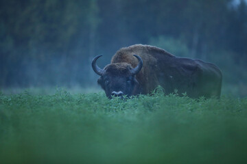 Żubr (Bos bonasus), wisent © Bartosz Rakoczy