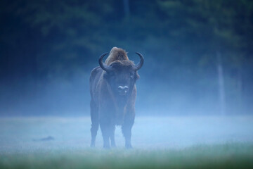 Żubr (Bos bonasus), wisent © Bartosz Rakoczy