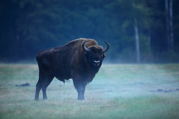 Żubr (Bos bonasus), wisent © Bartosz Rakoczy
