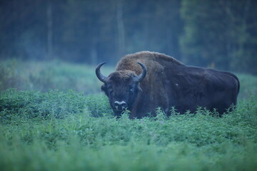 Żubr (Bos bonasus), wisent © Bartosz Rakoczy