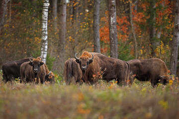 Żubr (Bos bonasus), wisent © Bartosz Rakoczy