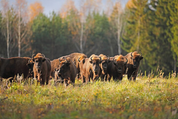 Żubr (Bos bonasus), wisent © Bartosz Rakoczy