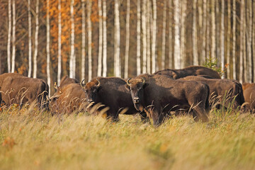 Żubr (Bos bonasus), wisent © Bartosz Rakoczy