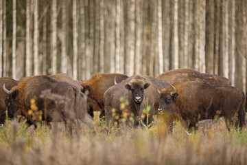Żubr (Bos bonasus), wisent © Bartosz Rakoczy