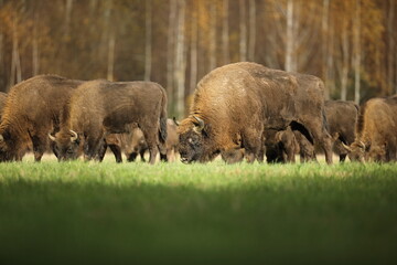 Żubr (Bos bonasus), wisent © Bartosz Rakoczy