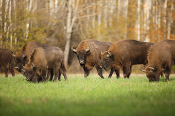 Żubr (Bos bonasus), wisent © Bartosz Rakoczy