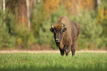 Żubr (Bos bonasus), wisent © Bartosz Rakoczy
