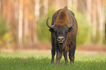 Żubr (Bos bonasus), wisent