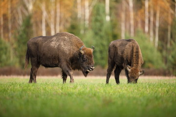 Żubr (Bos bonasus), wisent © Bartosz Rakoczy
