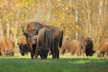 Żubr (Bos bonasus), wisent © Bartosz Rakoczy