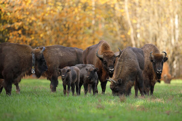 Żubr (Bos bonasus), wisent © Bartosz Rakoczy