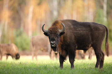 Żubr (Bos bonasus), wisent