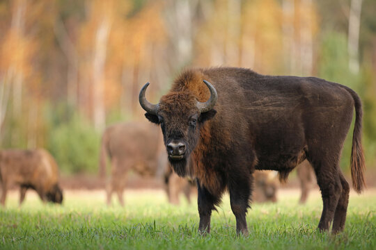 Żubr (Bos bonasus), wisent