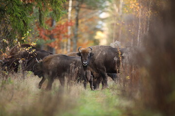 Żubr (Bos bonasus), wisent