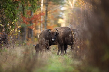 Żubr (Bos bonasus), wisent © Bartosz Rakoczy