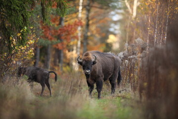 Żubr (Bos bonasus), wisent © Bartosz Rakoczy