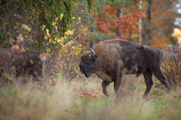Żubr (Bos bonasus), wisent © Bartosz Rakoczy