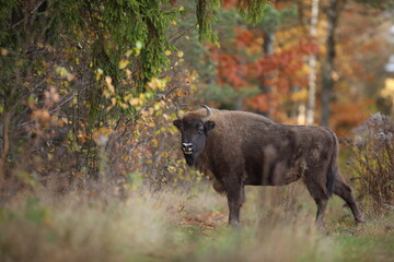 Żubr (Bos bonasus), wisent