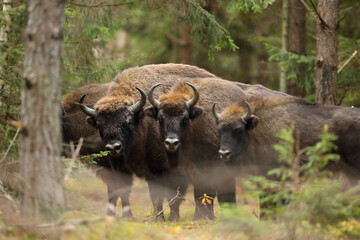 Żubr (Bos bonasus), wisent © Bartosz Rakoczy