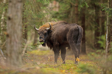 Żubr (Bos bonasus), wisent
