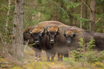 Żubr (Bos bonasus), wisent © Bartosz Rakoczy