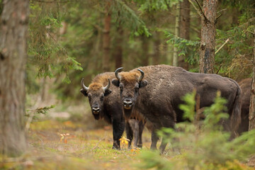 Żubr (Bos bonasus), wisent © Bartosz Rakoczy