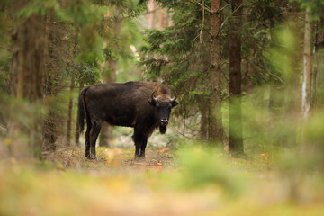 Żubr (Bos bonasus), wisent © Bartosz Rakoczy