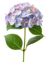 Pastel blue and pink hortensia blooming on transparent background
