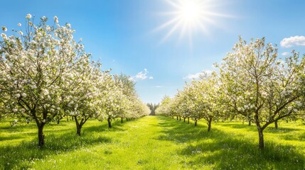 Obraz premium Idyllic Orchard Rows Lined with Blooming Trees Under Bright Sunlight