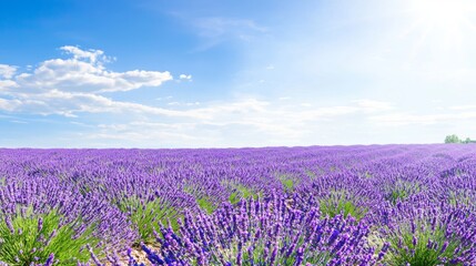 Vast Lavender Fields in Bloom Under a Clear Sky