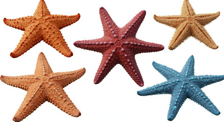 Colorful Starfish Collection on White Background for Marine Life Illustration