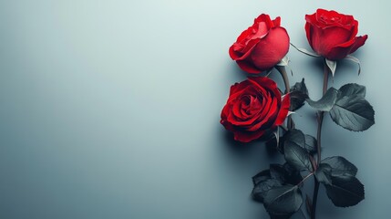 Aesthetic Composition of Red Roses on a Blue Background