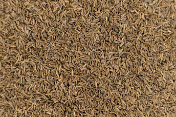 Whole cumin seeds Carum carvi L. are a natural spice top view