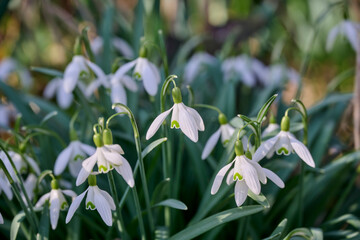 Galanthus Nivalis with beautiful morning light on the flower