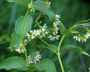 In spring, Vincetoxicum hirundinaria blooms in the forest