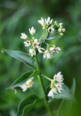In spring, Vincetoxicum hirundinaria blooms in the forest