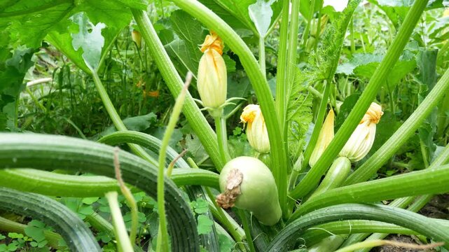 Enlarging the image in the direction of zucchini ripening and the blooming of new fruits.