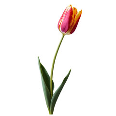 Fototapeta premium tulip flower isolated on transparent background