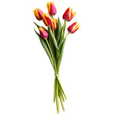 tulips flowers bouquet isolated on transparent background