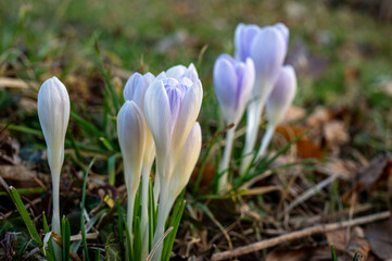 spring crocus flowers