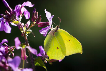 A green and yellow butterfly on a purlple flower.Male brinstone butterfly. Butterfly on lunaria flower. Spring time in Greece. Butterflies of Europe. Gonepteryx rhamni.