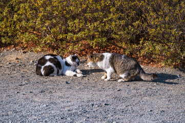 威嚇する猫と無視する猫