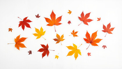 Colorful maple leaves arranged on white wall, autumn elegance