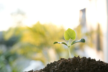 growing Pumpkin sprout under sunlight